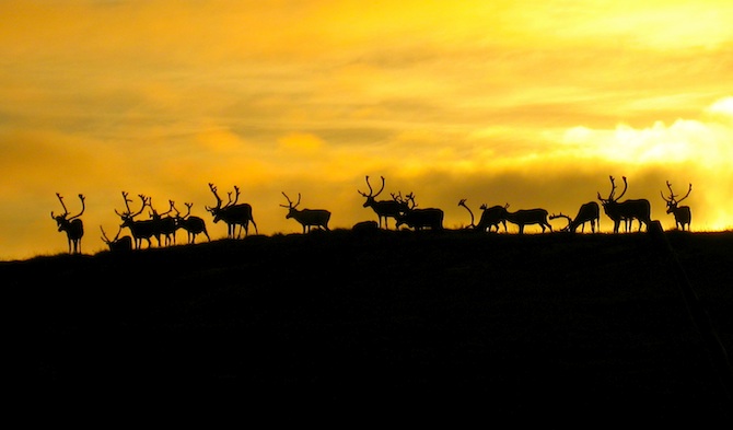  9 cuộc di cư hoang d&atilde; ngoạn mục nhất thế giới